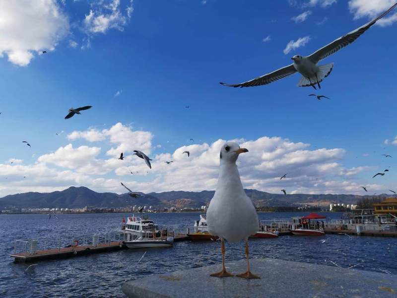  区域政府与教育决策者：新型研究型大学的战略突围指南 教育招生