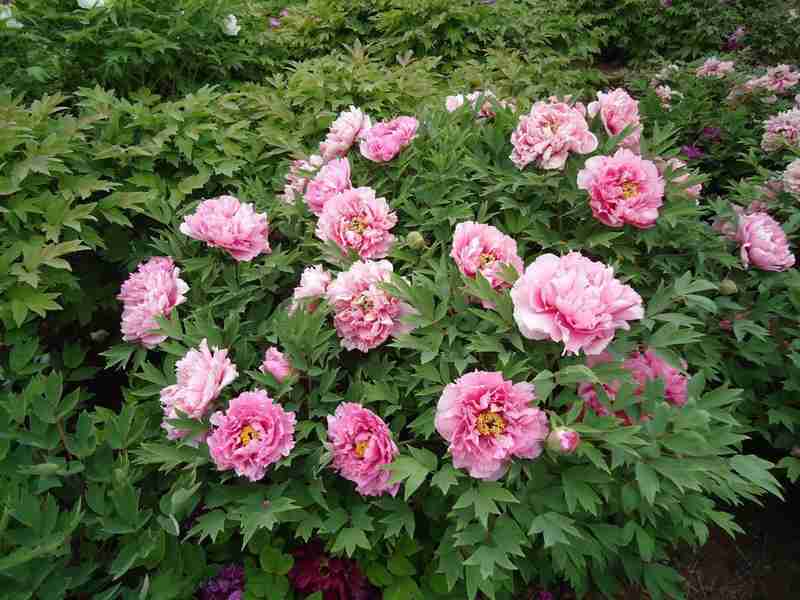  清明带娃去哪儿？这座植物园让3岁到12岁的孩子都舍不得走 文化旅游