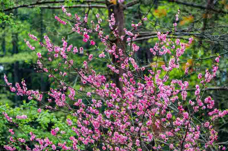  清明带娃去哪儿？这座植物园让3岁到12岁的孩子都舍不得走 文化旅游