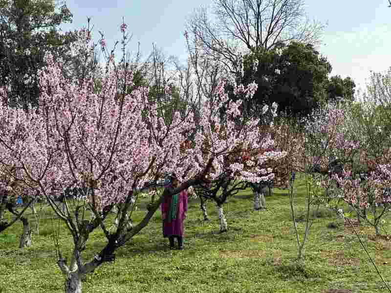  清明带娃去哪儿？这座植物园让3岁到12岁的孩子都舍不得走 文化旅游
