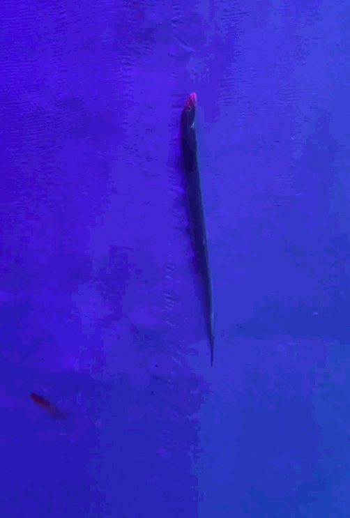  技术拆解：广东玩家如何突破带鱼“出水即死”生理极限的科学方法 新闻