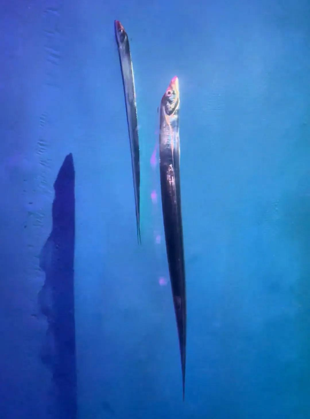  技术拆解：广东玩家如何突破带鱼“出水即死”生理极限的科学方法 新闻