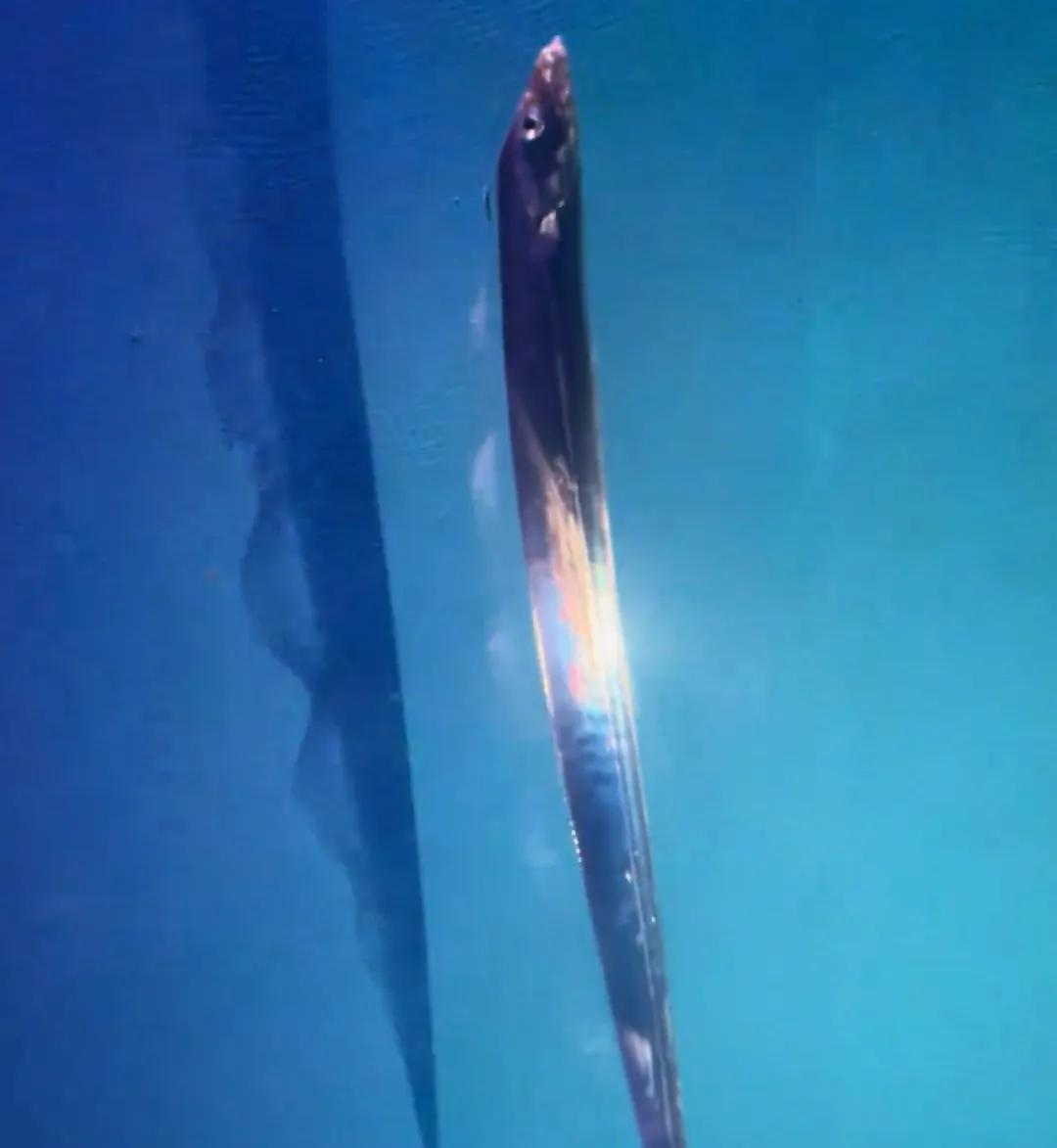  技术拆解：广东玩家如何突破带鱼“出水即死”生理极限的科学方法 新闻